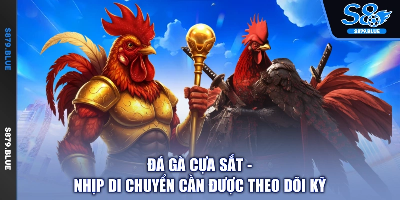 Đá gà cựa sắt - nhịp di chuyển cần được theo dõi kỹ