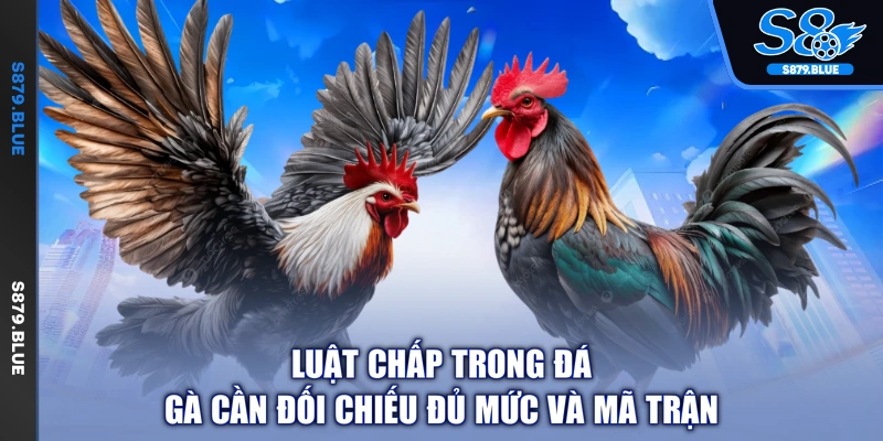 Luật chấp trong đá gà cần đối chiếu đủ mức và mã trận